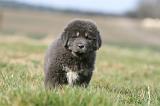 DOGUE DU TIBET 761